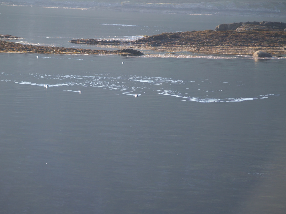 The Seals come to say hello 